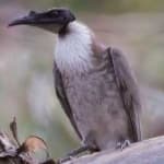 Sample 3 – Noisy friarbird