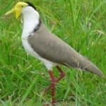 Sample 6 – Masked lapwing