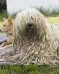 Sample 2 – Komondor