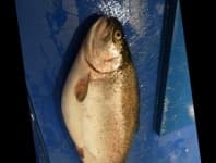 Sample 4 – Trout