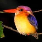 Sample 6 – Rufous kingfisher