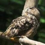 Sample 6 – Long eared owl