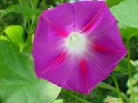 Sample 5 – Morning glory