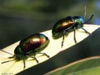 Sample 1 – Ground beetle