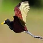 Sample 2 – Northern jacana