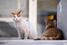 Sample 1 – Feral cats