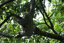 Sample 4 – Three toed sloth