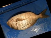 Sample 1 – Red sea bream