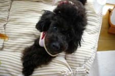 Sample 1 – Toy poodle