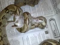 Sample 4 – Boa constrictor