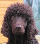 Sample 3 – Irish water spaniel