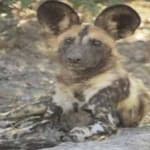 Sample 2 – African wild dog