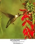 Sample 5 – Hummingbird