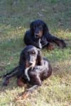 Sample 5 – Gordon setter