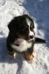 Sample 2 – Bernese mountain dog