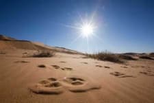 Sample 5 – Desert