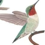 Sample 2 – Ruby throated hummingbird