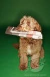 Sample 5 – Otterhound