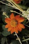 Sample 1 – Orange dahlia