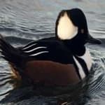Sample 2 – Hooded merganser