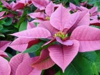 Sample 2 – Poinsettia