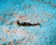 Sample 2 – Flatworm