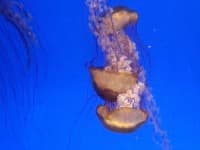 Sample 4 – Jellyfish