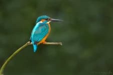 Sample 2 – Kingfisher