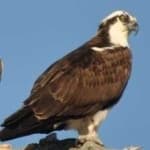 Sample 5 – Osprey