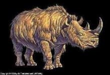 Sample 3 – Rhino