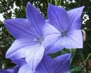 Sample 1 – Balloon flower