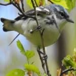 Sample 2 – Cerulean warbler
