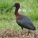 Sample 1 – Glossy ibis