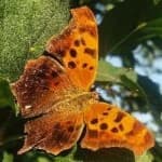 Sample 10 – Mark butterfly