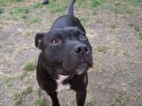 Sample 6 – Staffordshire bull terrier
