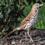 Sample 2 – Brown thrasher