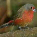 Sample 5 – African firefinch