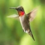 Sample of Ruby throated hummingbird