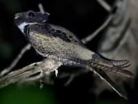 Sample of Nightjar
