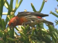 Sample 2 – House finch