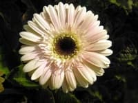 Sample 5 – Barbeton daisy