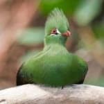 Sample 1 – Guinea turaco