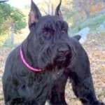 Sample 5 – Schnauzer