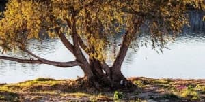 Sample 6 – Tree