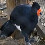 Sample of Wattled curassow