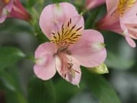 Sample 6 – Peruvian lily