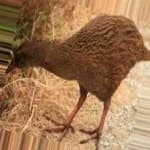 Sample 1 – Okinawa rail
