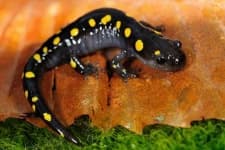 Sample 5 – Spotted salamander