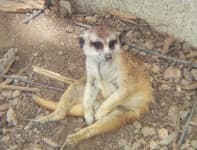 Sample 4 – Meerkat