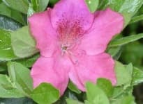 Sample 4 – Azalea